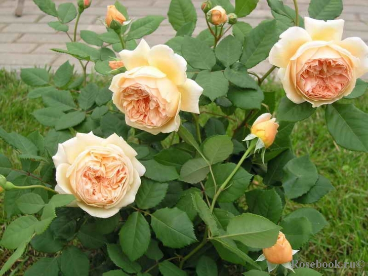 Crown Princess Margareta®