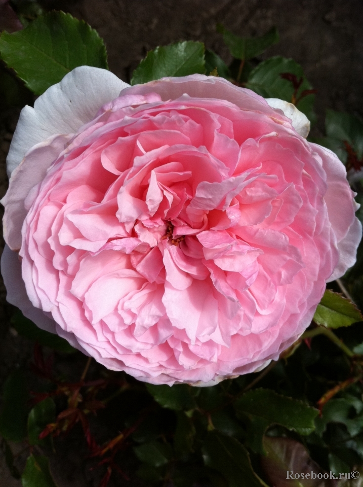 The Wedgwood Rose