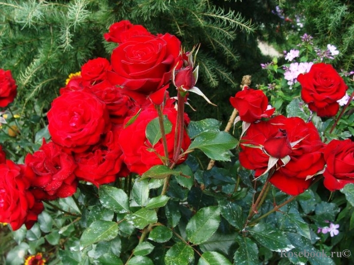 Glad Tidings 