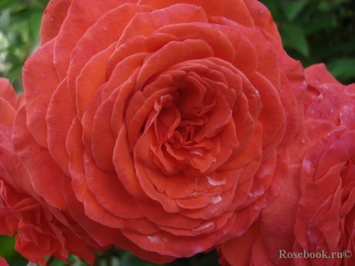 Baccara ®
