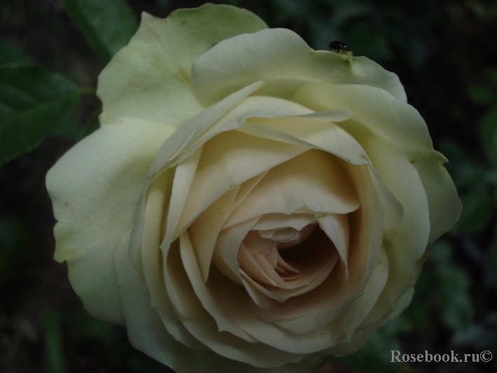Lovely Green ®