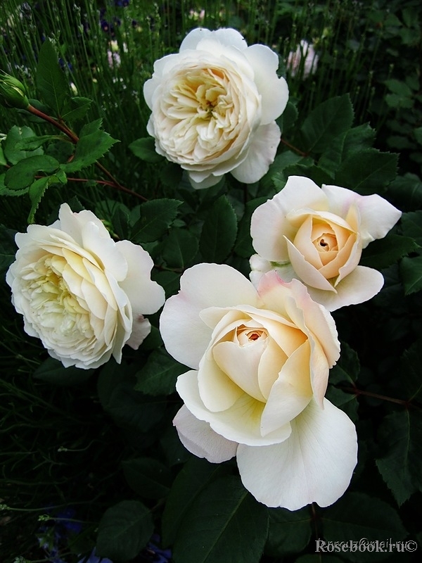 Crocus Rose® 