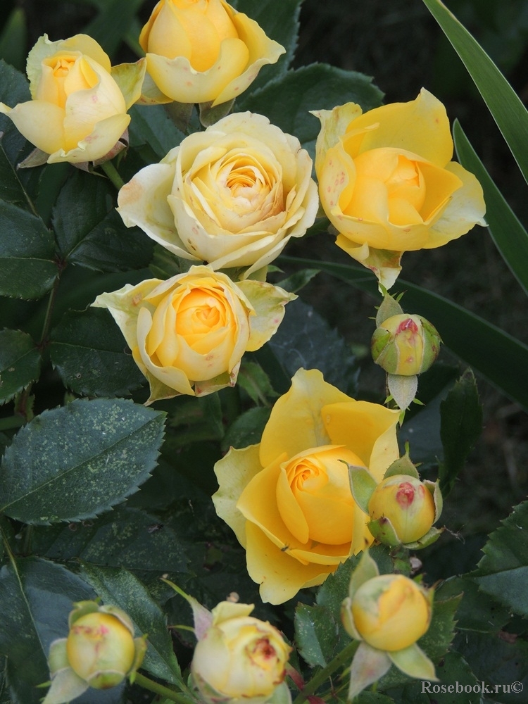 Bordure d'Or