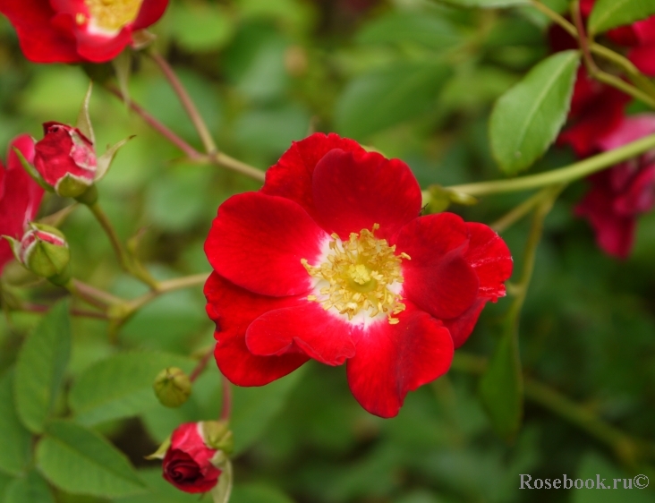 Rouge Meillandecor