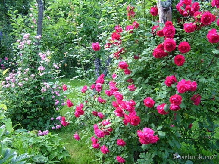 Paul's Scarlet Climber 
