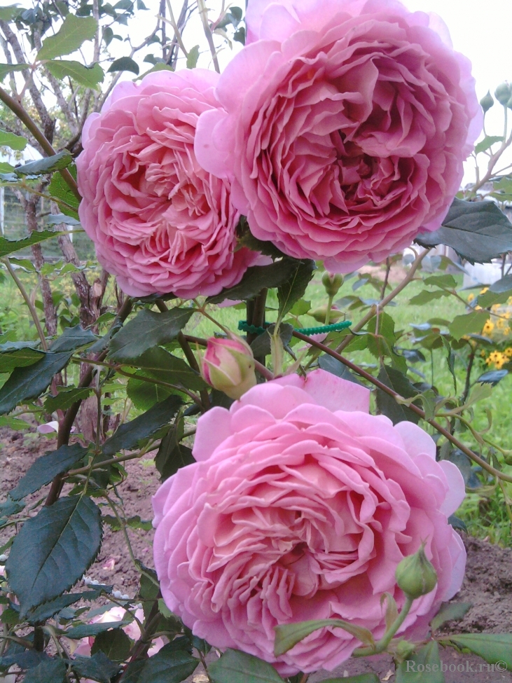 Jubilee Celebration®