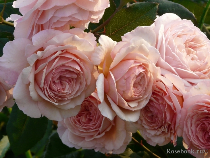 A Shropshire Lad