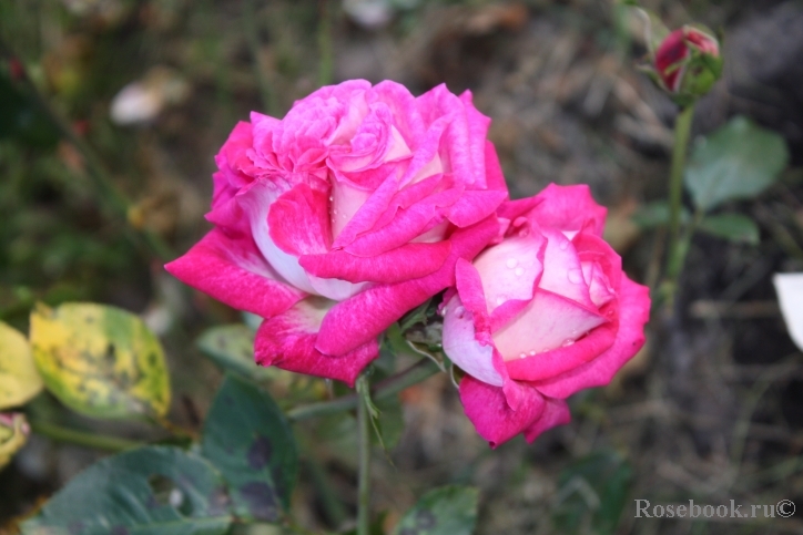 Rose Gaujard  