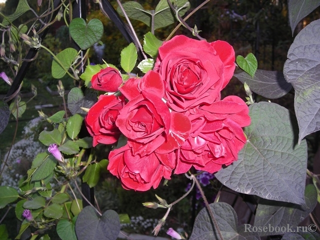 Paul's Scarlet Climber 