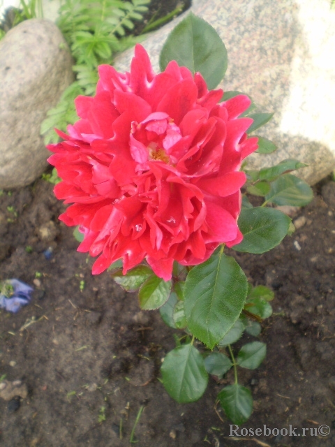 Romantic Ruffles