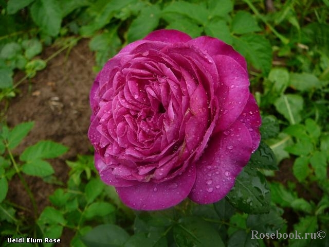 Heidi Klum Rose