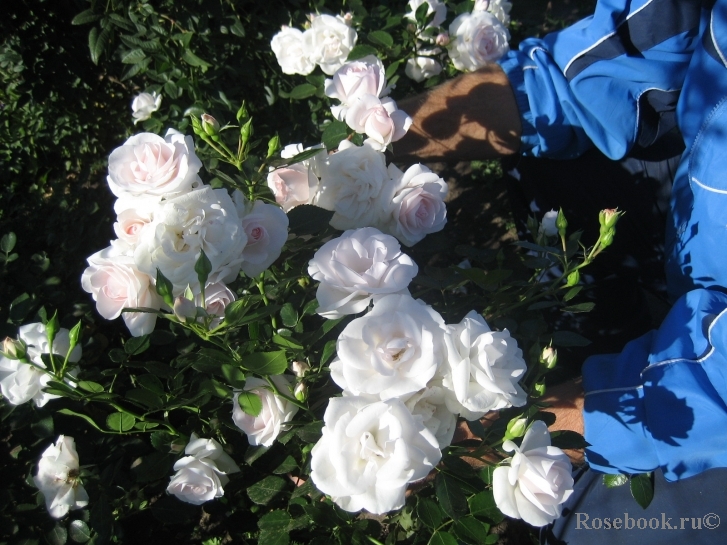 Aspirin Rose
