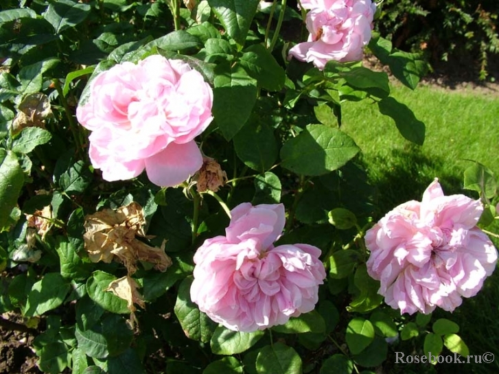 Cottage Rose 