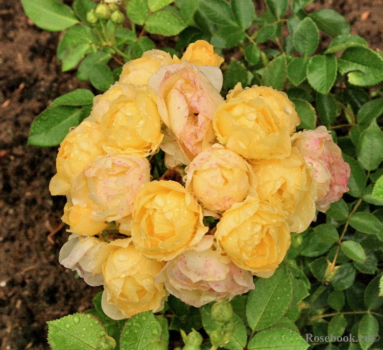 Golden Border