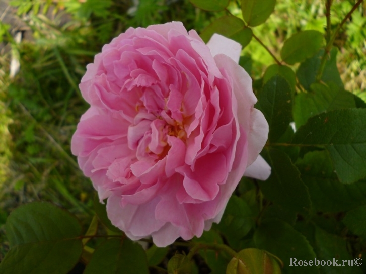 Cottage Rose 