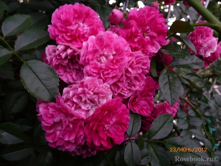 Excelsa