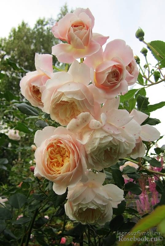Crocus Rose® 