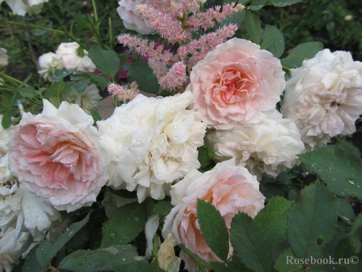 Morden Blush