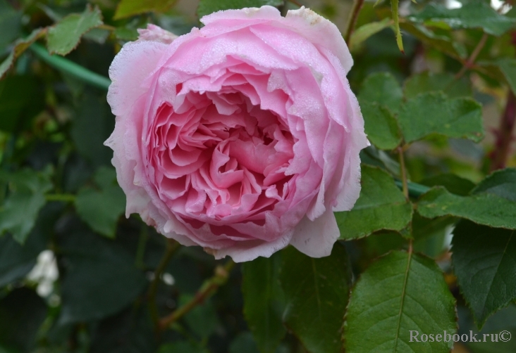 The Wedgwood Rose