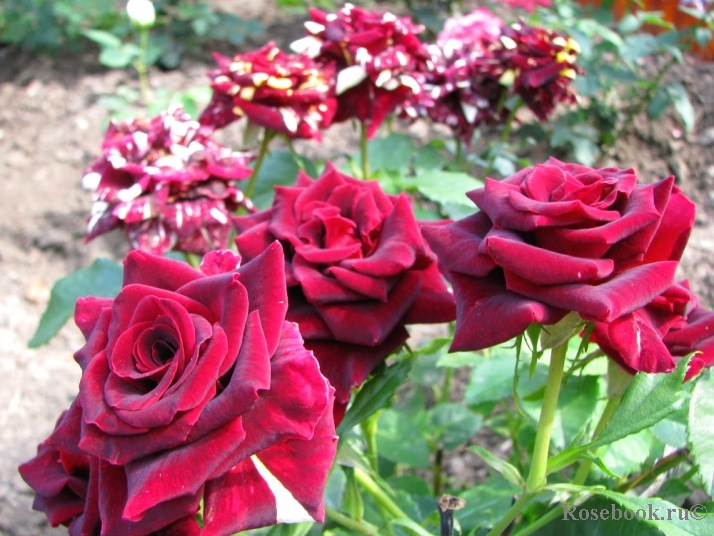Black Baccara