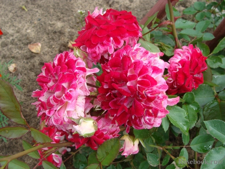 Sparkling Ruffles