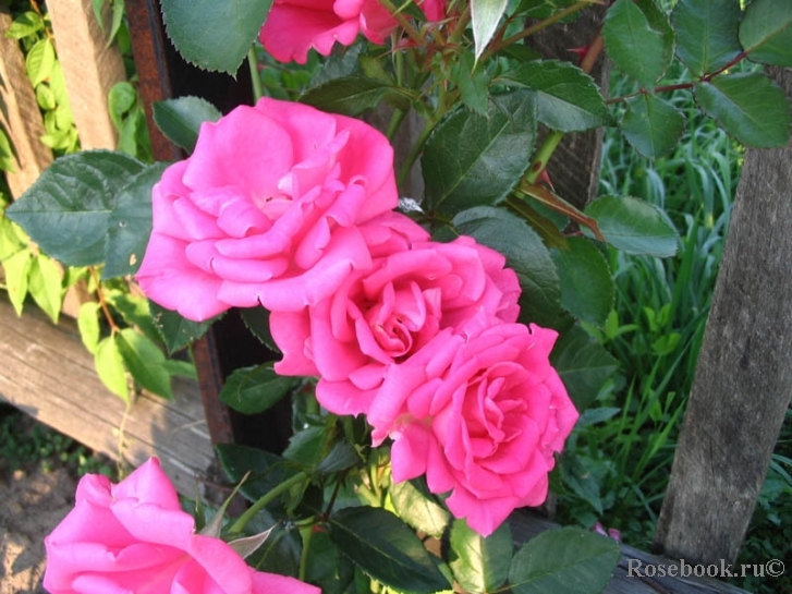 Morning Jewel  