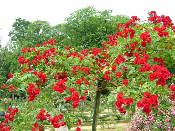 Scarlet Meillandecor 