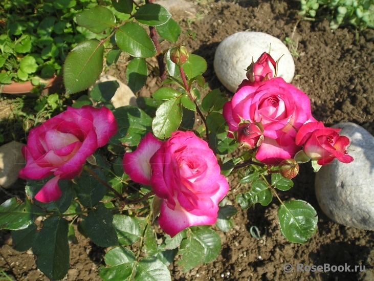 Rose Gaujard  