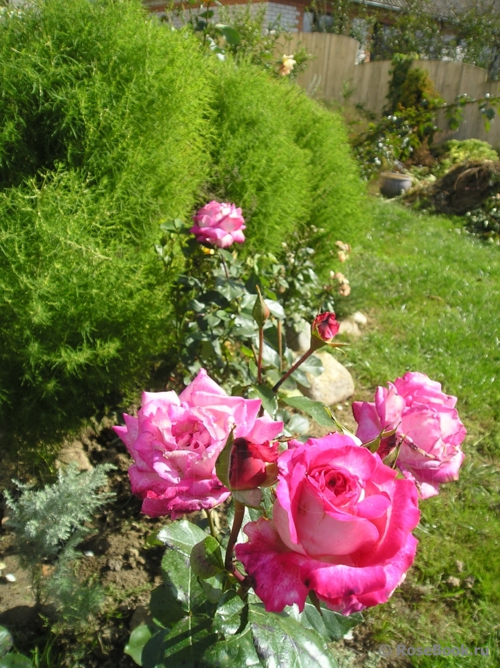 Rose Gaujard  