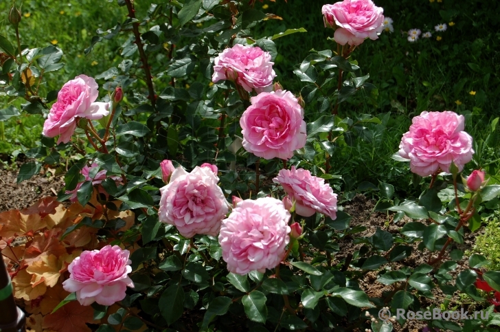 Roseraie du Chatelet ®