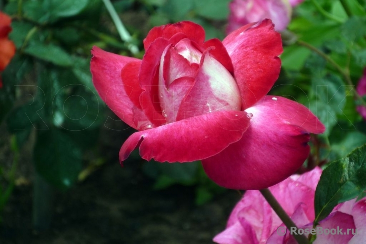 Rose Gaujard  