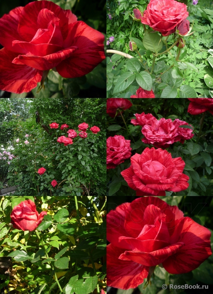 Red Intuition