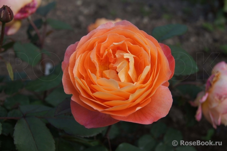 Lady Emma Hamilton