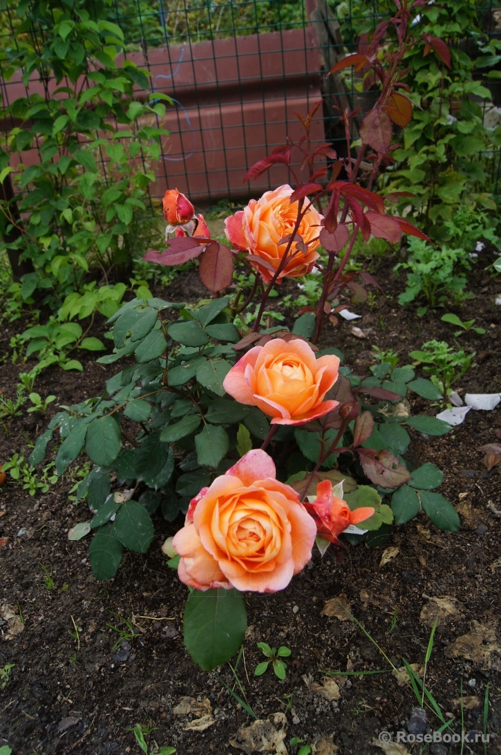 Lady Emma Hamilton