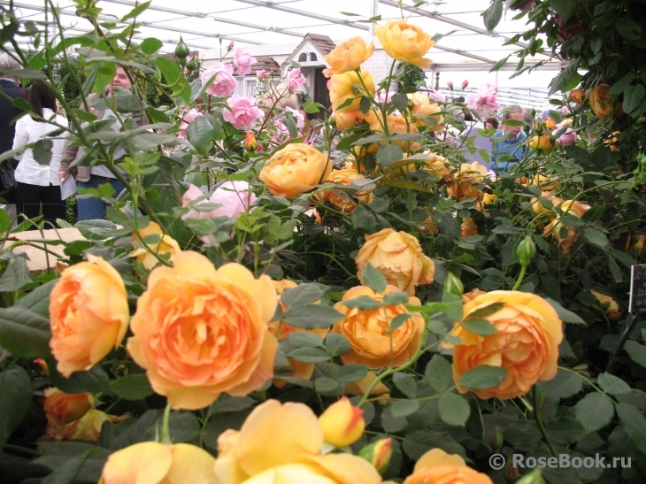 Lady of Shalott 