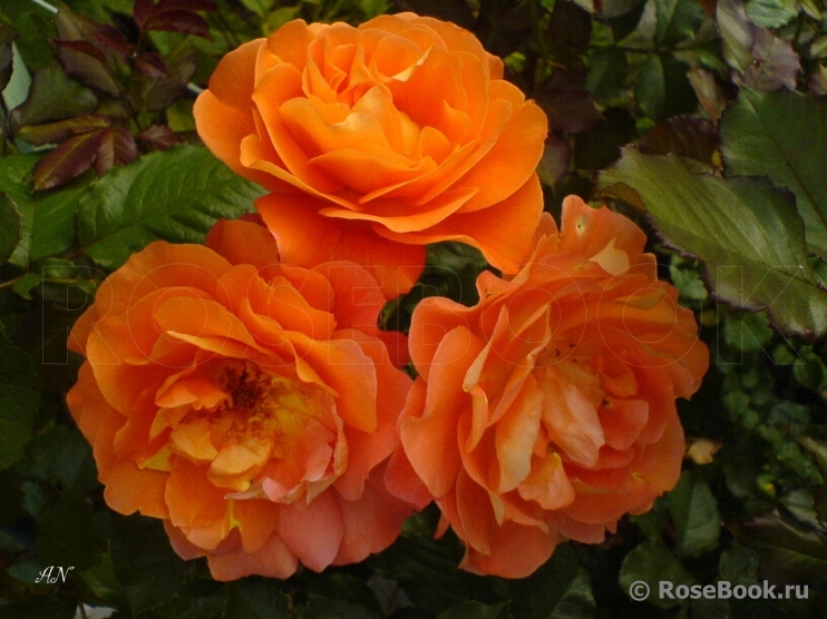 Westerland