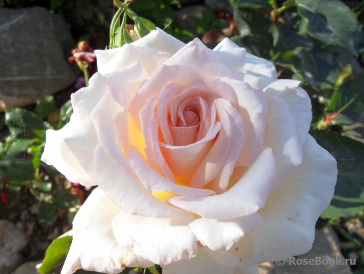 Jardins de Bagatelle 
