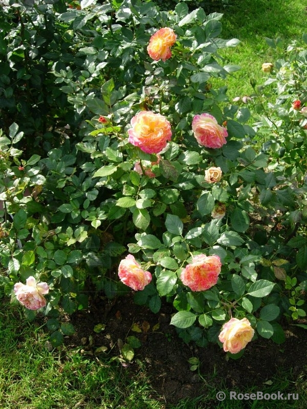 Gartenspass ®