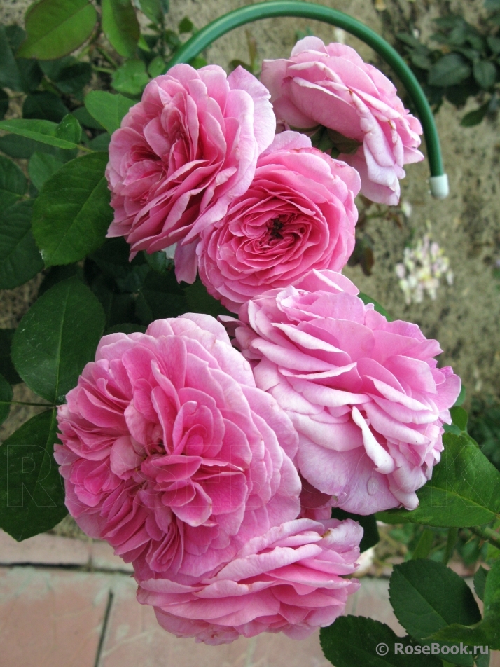 Gertrude Jekyll