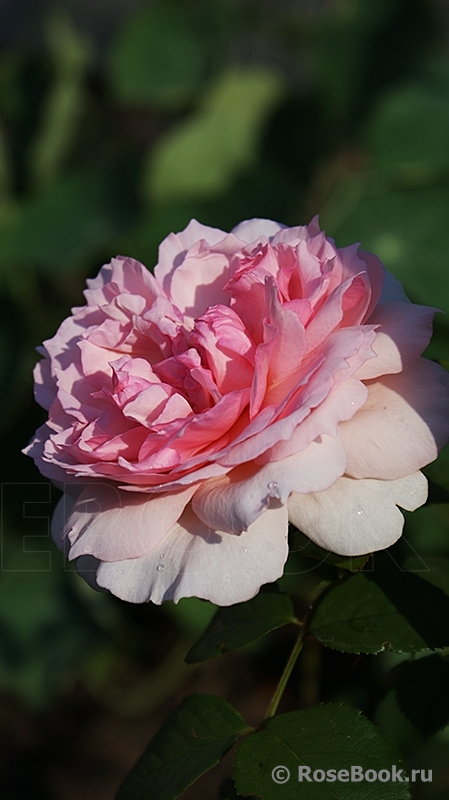 The Wedgwood Rose