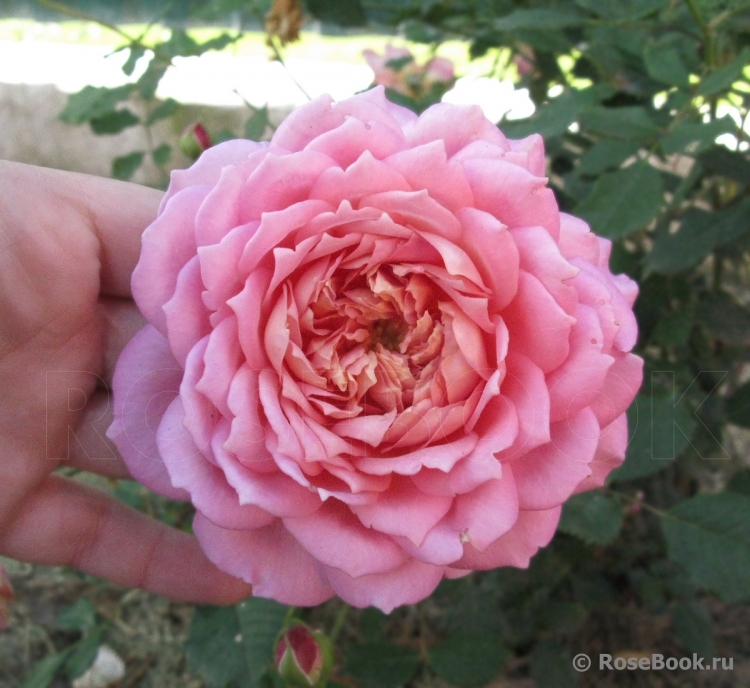 Jubilee Celebration®