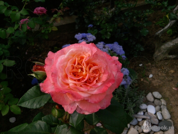Augusta Luise