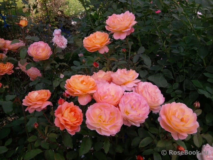 Lady Emma Hamilton