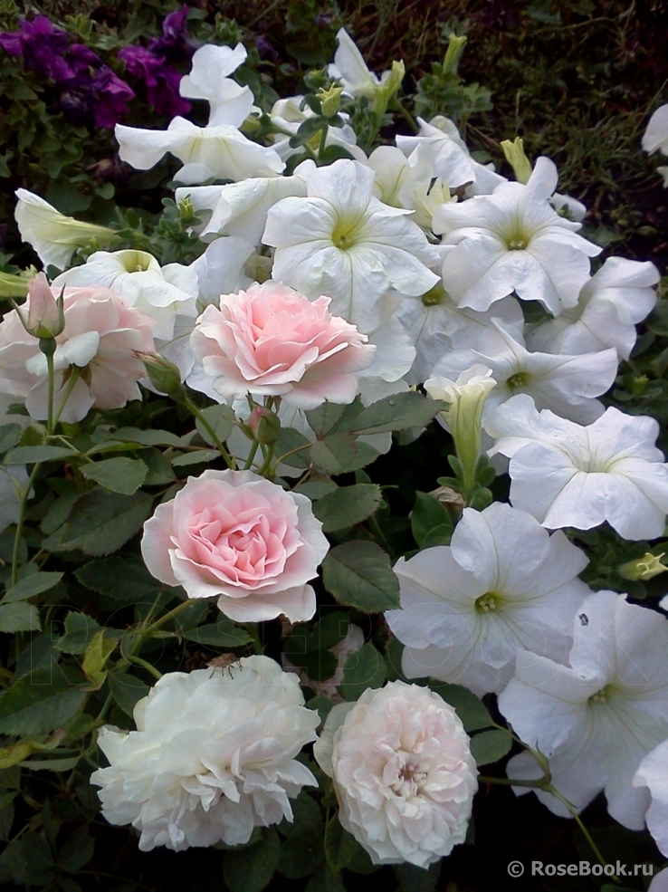 Morden Blush