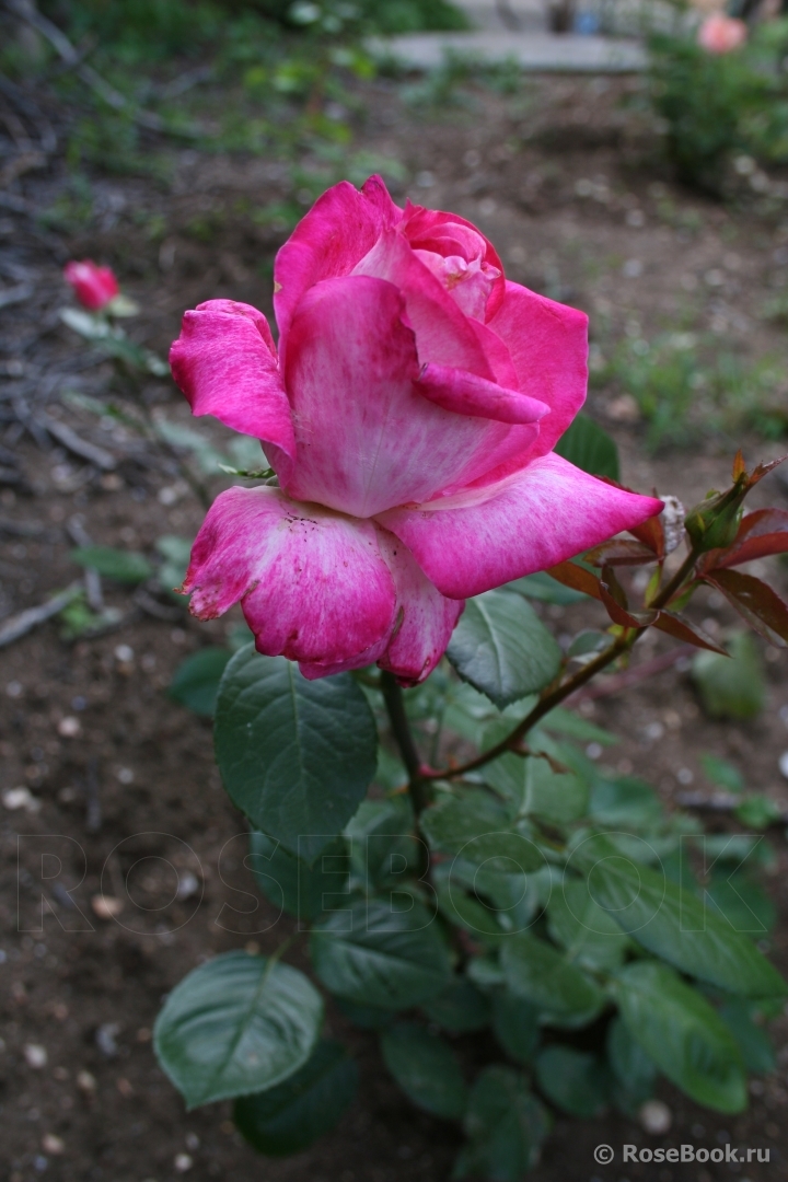 Rose Gaujard  