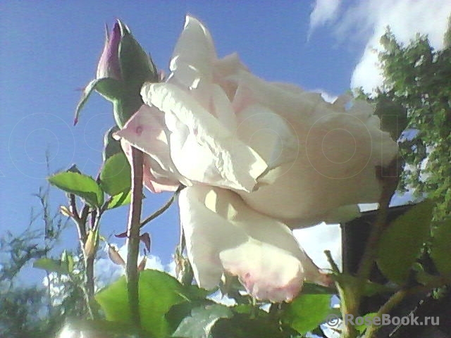 New Dawn 