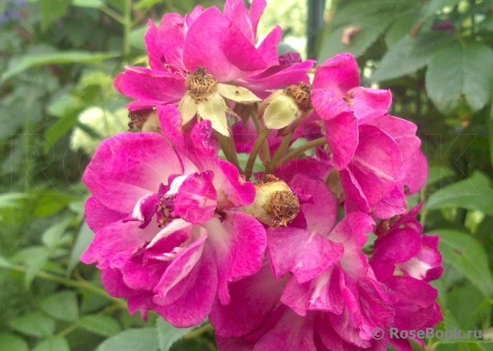 Perennial Blue