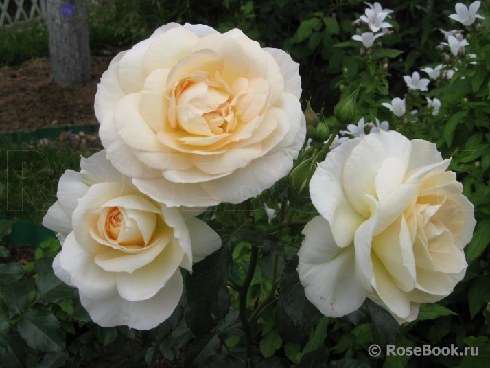 Marie Antoinette 