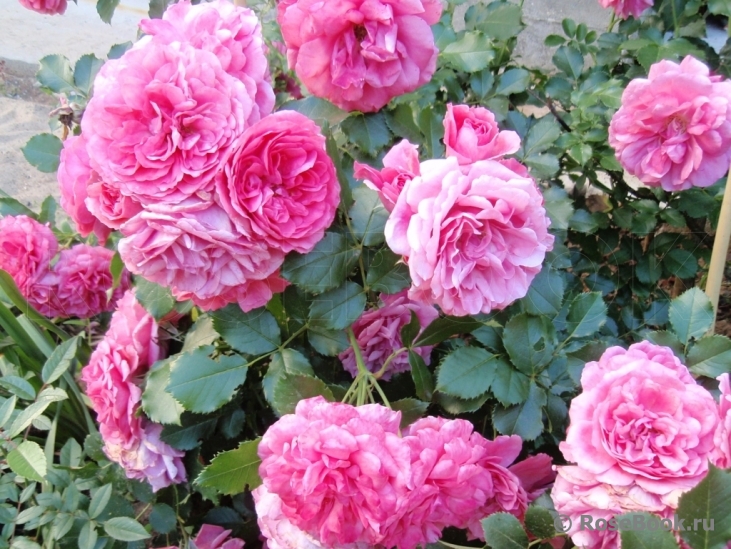 Rosarium Uetersen