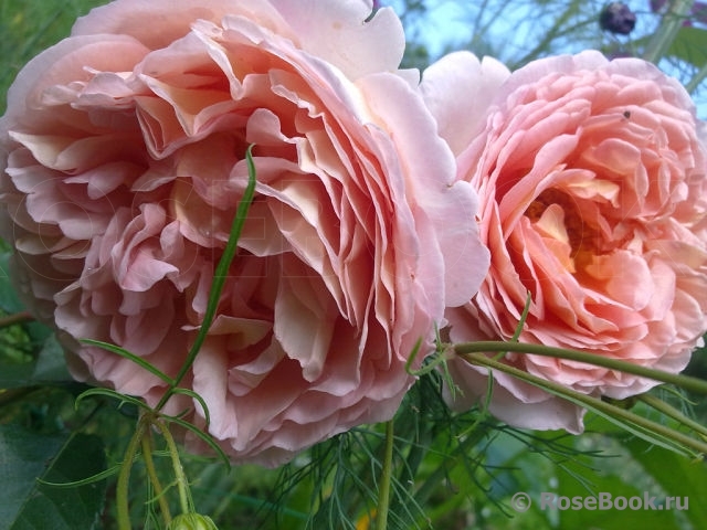 Abraham Darby